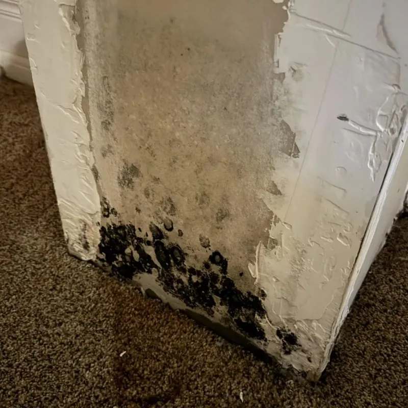 Professional Mold Removal in Cape Coral, FL